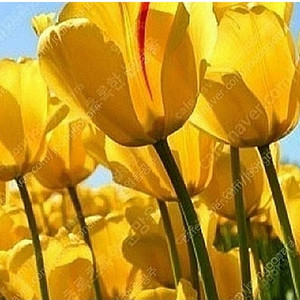 노브랜드버거 그릴드불고기버거