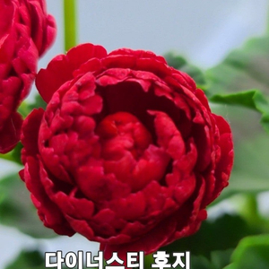 제라늄 개별 분양합니다