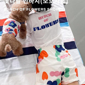 꼬떼아꼬떼 보호자용 꽃다발 반바지 m