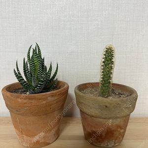 빈티지토분+식물 2종