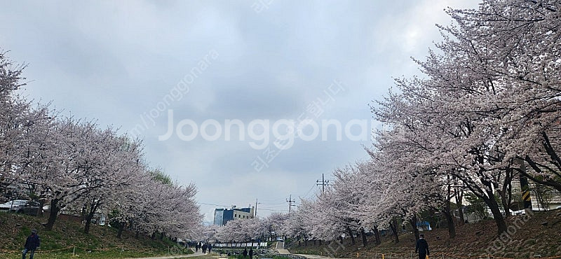 대명 삼척 양양 진도 거제 여수 쏠비치 롯데속초 부여 ...--0