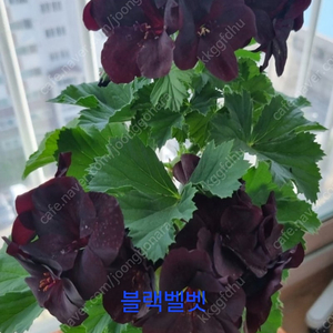 택포)아리스토 블랙벨벳 리갈 제라늄 외목대 대품