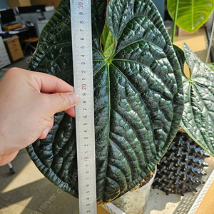 안스리움 대품 럭셔리안스 타크폼