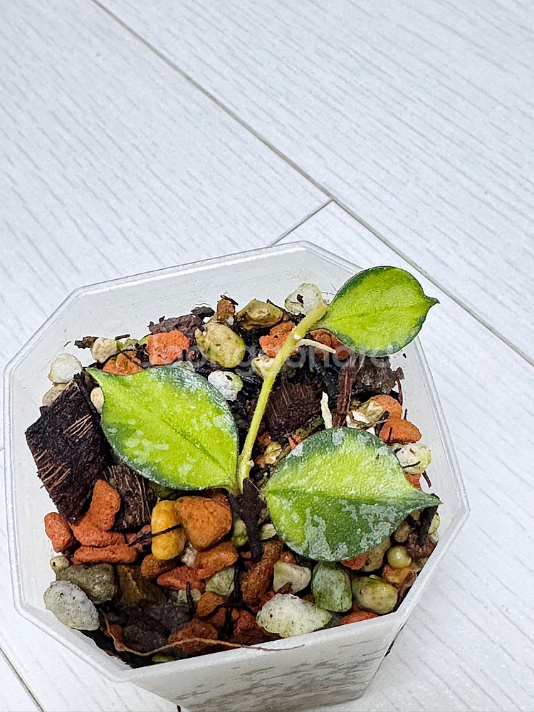 주말특가 호야 커티시바리에가타 희귀식물 알로카시아× 필로덴드론×--2