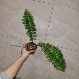 마초고사리