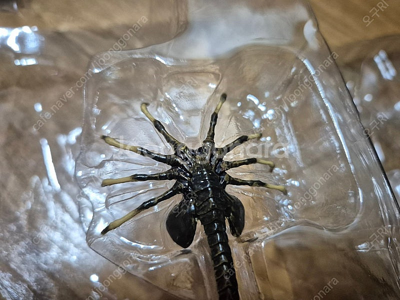 네카 에일리언 로물루스 판매--2