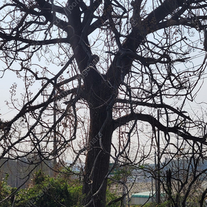 오동나무