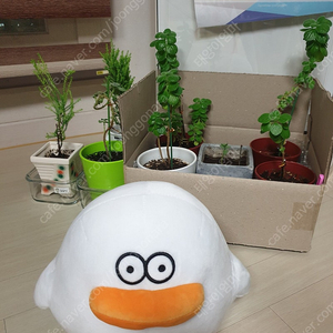오둥이 인형
