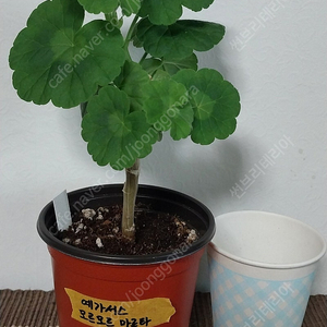 제라늄 4종 일괄분양합니다