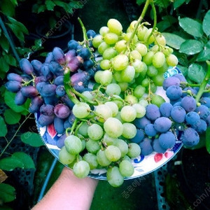 취미용 고급 포도 삽수 분양