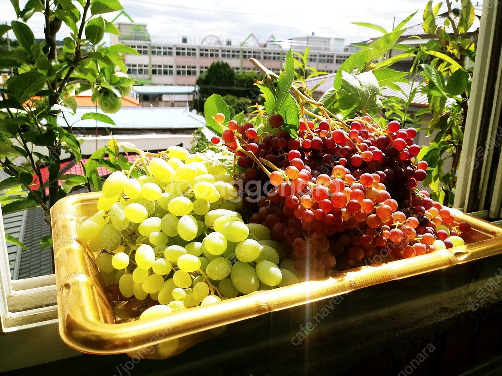 유럽포도 삽수 분양--1