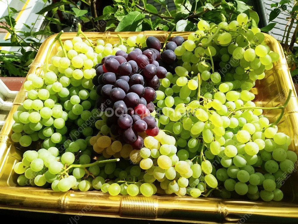 유럽포도 삽수 분양--2