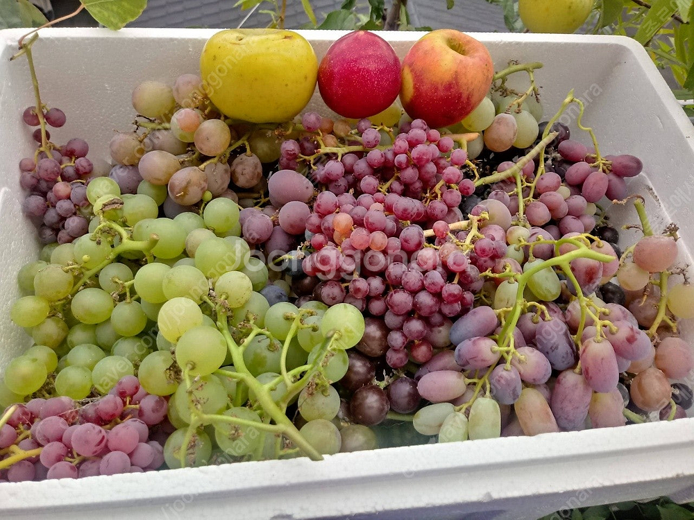 유럽포도 삽수 분양--3