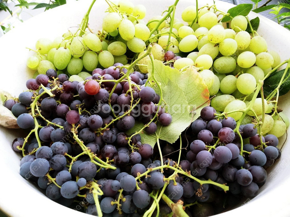 유럽포도 삽수 분양--4