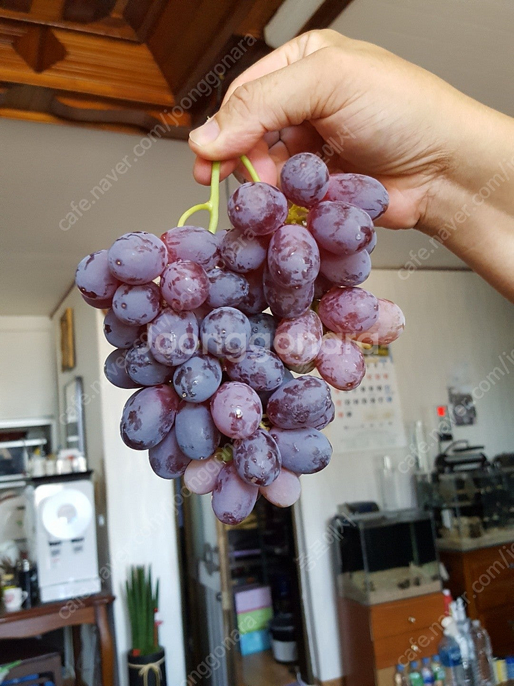 유럽포도 삽수 분양--6