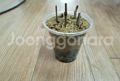 유럽포도 삽수 분양--8