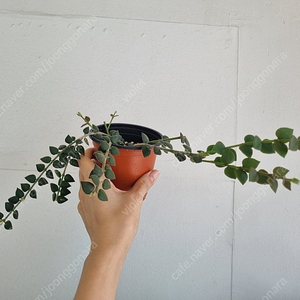 호야 칭흥엔시스