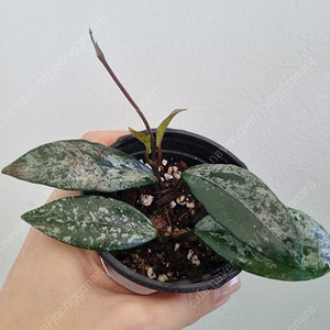 호야 월버 그레이브 2촉