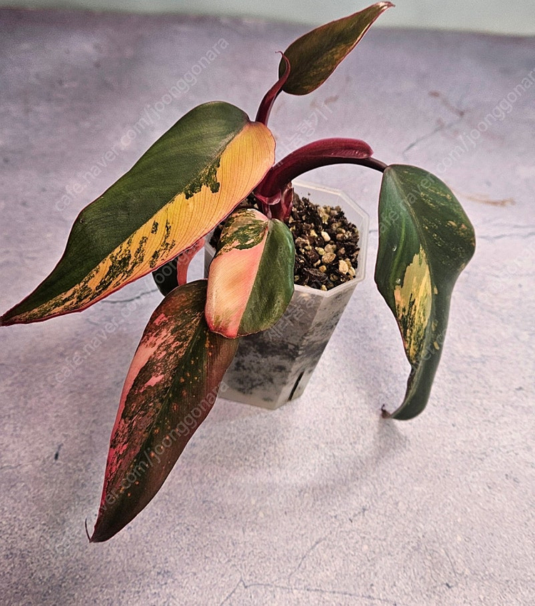 필로덴드론 스트로베리 쉐이크 이미지