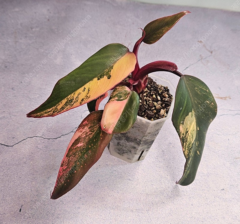 필로덴드론 스트로베리 쉐이크 이미지