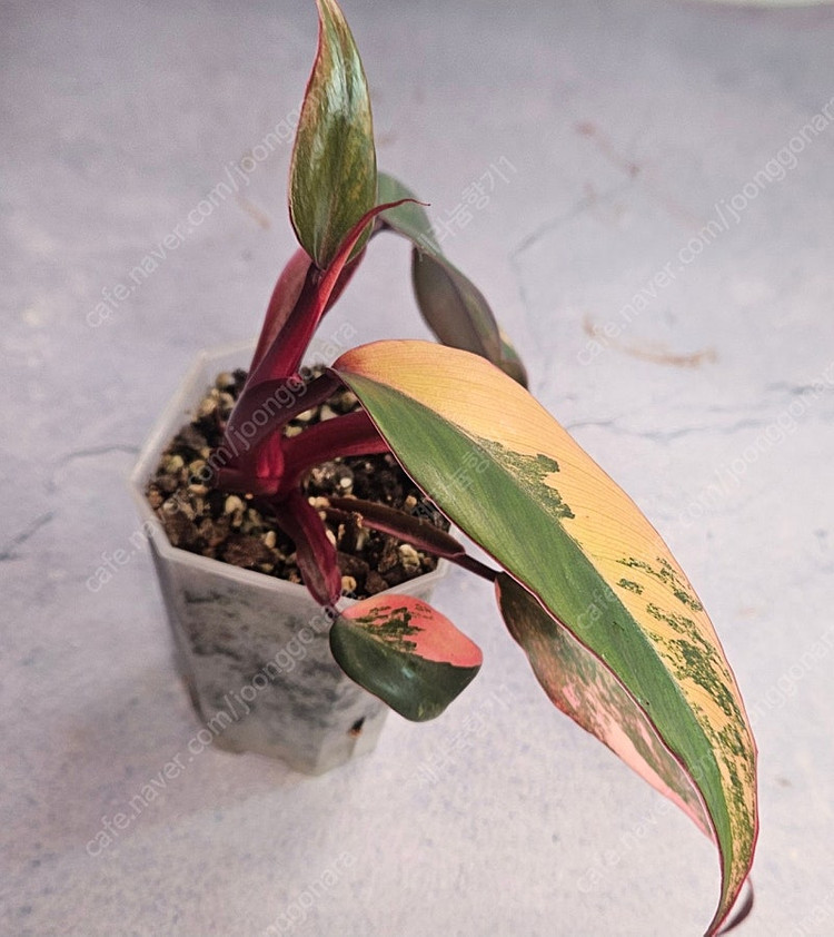 필로덴드론 스트로베리 쉐이크 이미지