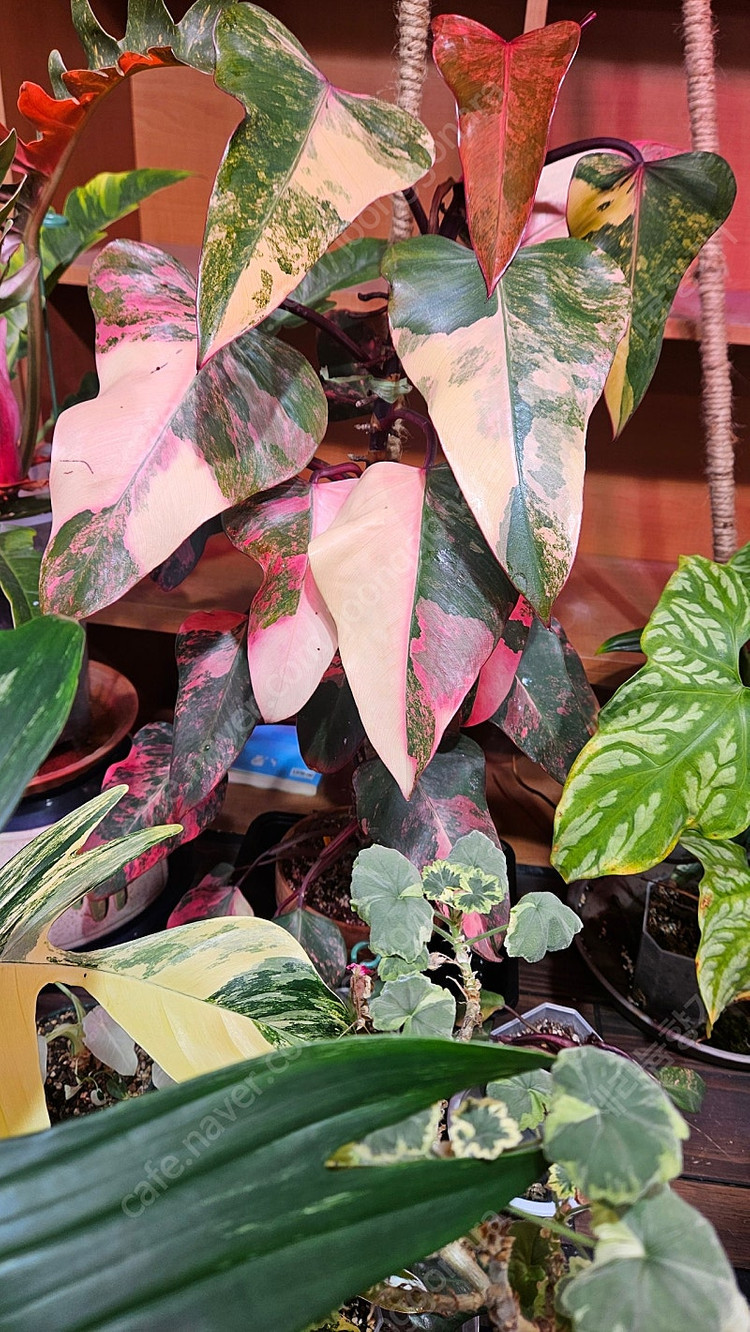 필로덴드론 스트로베리 쉐이크 이미지