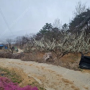 매실나무 무료 나눔