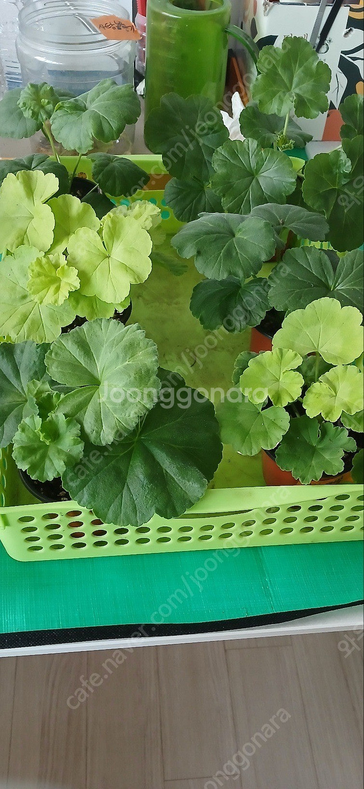 제라늄분양--0