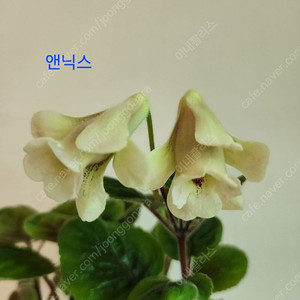 신닌기아 앤닉스