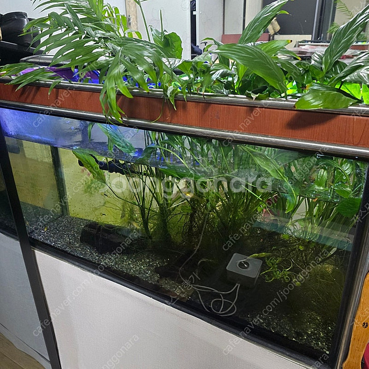 물고기 키우실분 싸게 가져가세요.(어항,구피,수조)--7