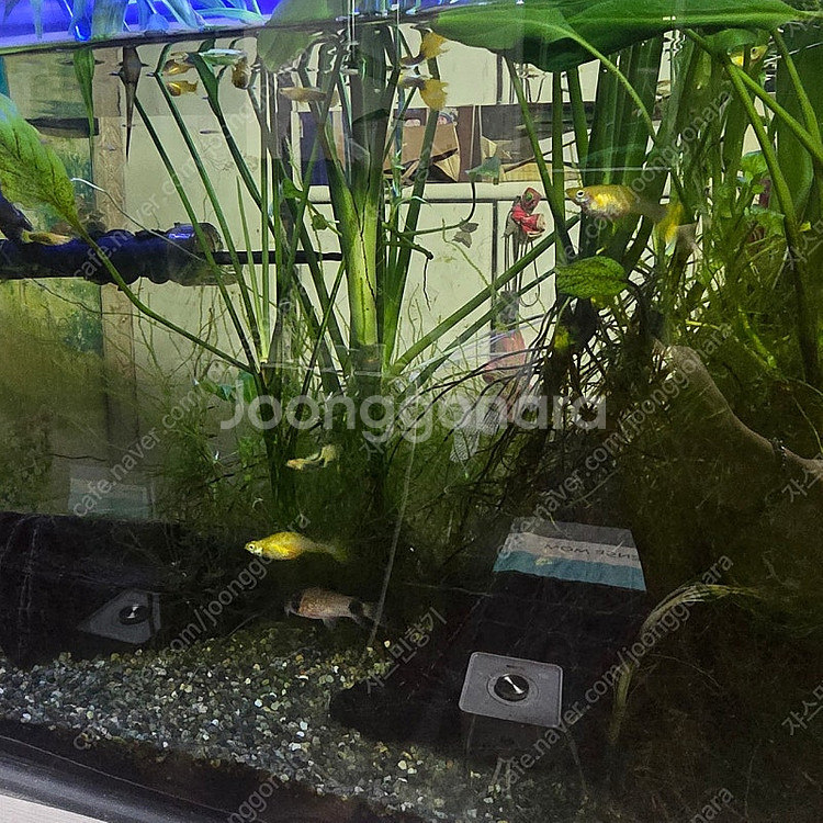 물고기 키우실분 싸게 가져가세요.(어항,구피,수조)--8