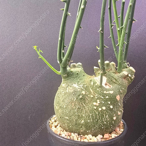 아데니아 슈도 글로보사