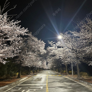 뉴만 키네지올로지 등등 pdf 삽니다