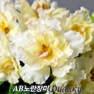 노란장미 소원성취 화이트카네이션 3종 일괄분양 합니다