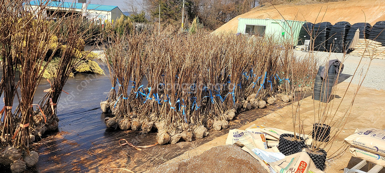 목수국 바닐라프레이즈--1