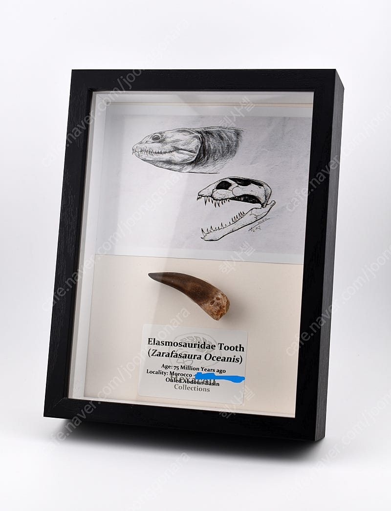 애니메이션 코끼리, 글로리아 멜먼 선장 마다가스카르 캐릭터, 만화 하마, 만화 캐릭터, 포유류 png | PNGEgg, image size:800x1046