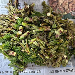 자연산 참두릅