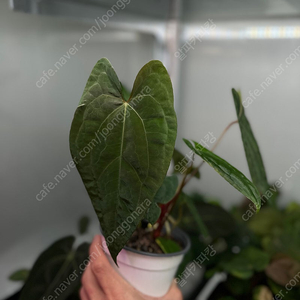 안스리움 레드베인다크피닉스x포츠셔먼랄프라이먼 다크피닉스레드베인