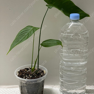 필로덴드론 테뉴