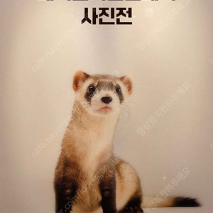 내셔널지오그래픽 사진전 1매 (잠실)