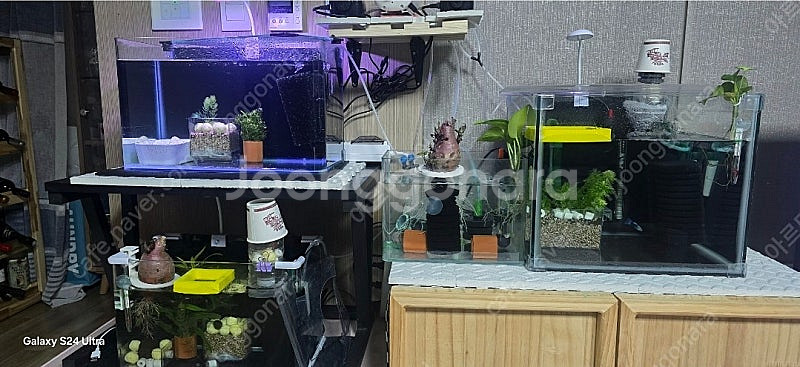 건강하고 이쁜 구피 분양합니다--0