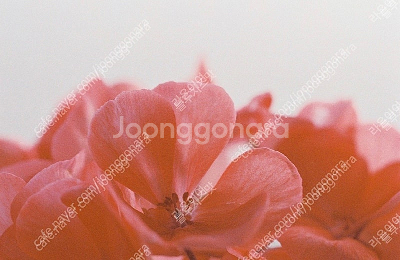 올림푸스 OM4 필름카메라--6