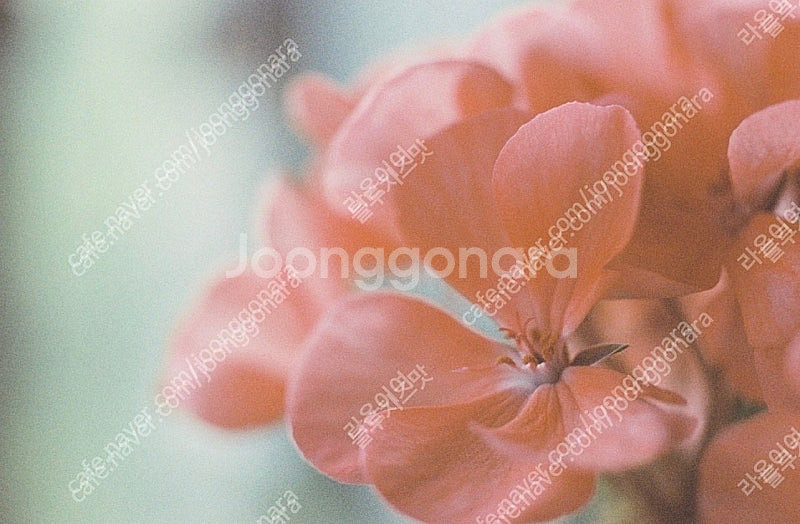 올림푸스 OM4 필름카메라--7
