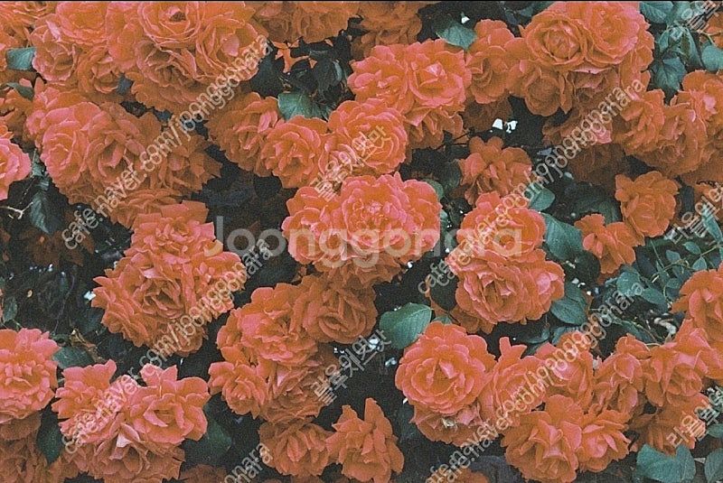 올림푸스 OM4 필름카메라--8