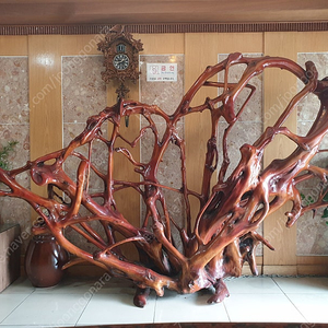 박정희 대통령 경부고속도로 건설 고목 괴목 나무뿌리, 공예테이블 원목 목공예 거북이 뿌리형상목 판매합니다. 박근혜 뿌리. 방송협찬. 이미지