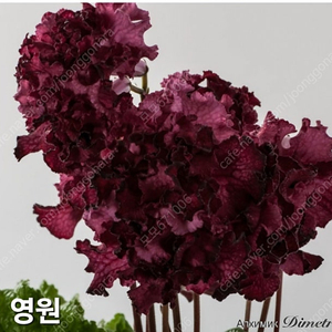 영원포함 스트렙토카르푸스 5종 일괄분양 합니다