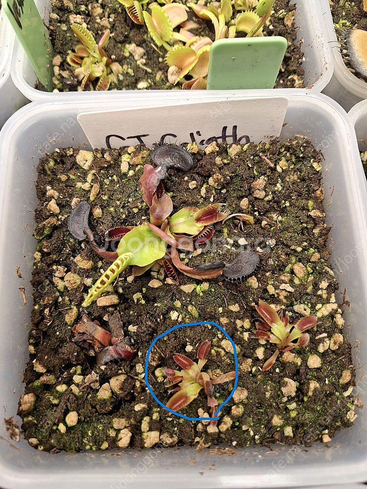 식충식물 파리지옥 분양합니다. (수정)--0