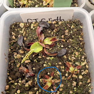 식충식물 파리지옥 분양합니다. (수정)