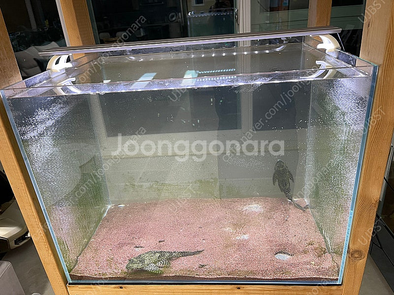 (경기 북부) 칸후, 리글라스 2자 광폭 올디아망 수조...--4