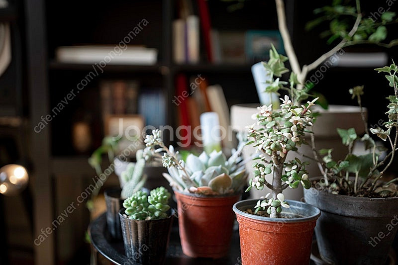 시그마 아트 SIGMA Art 24-35mm F2 니콘...--1
